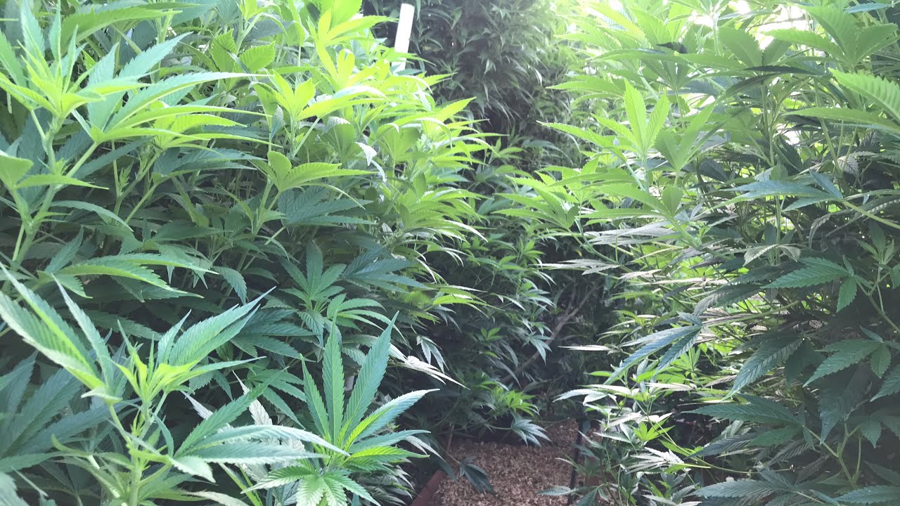 2020 outdoor grow August massive growth stacking flowers