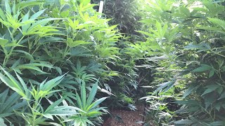 2020 outdoor grow August massive growth stacking flowers