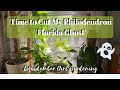 Time to Cut My Philodendron Florida Ghost