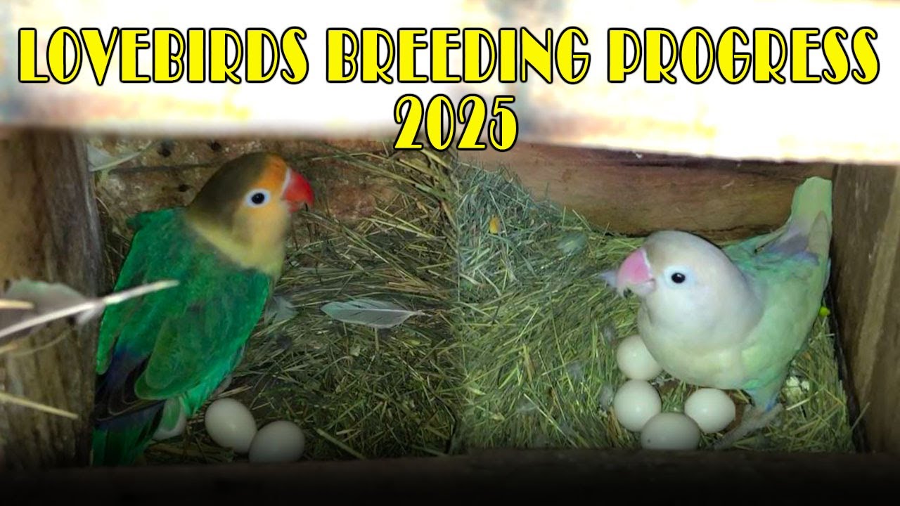 MY LOVEBIRDS BEST BREEDING PROGRESS 2025 | AA BIRDS INFORMATION