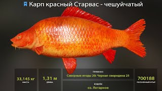 РАЗДАЧА ЦВЕТНЫХ КАРПОВ на ЯНТАРКЕ, 3 СУПЕР ТОЧКИ на ФАРМ на МЕДНОМ и АРХИП в Русской Рыбалке 4! РР4
