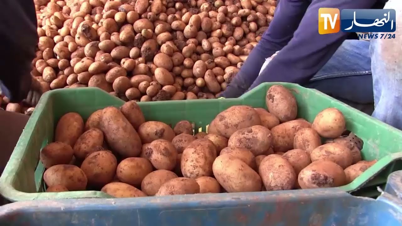 الشلف: الشروع في تفريغ 8 آلاف طن من البطاطا من غرف التبريد