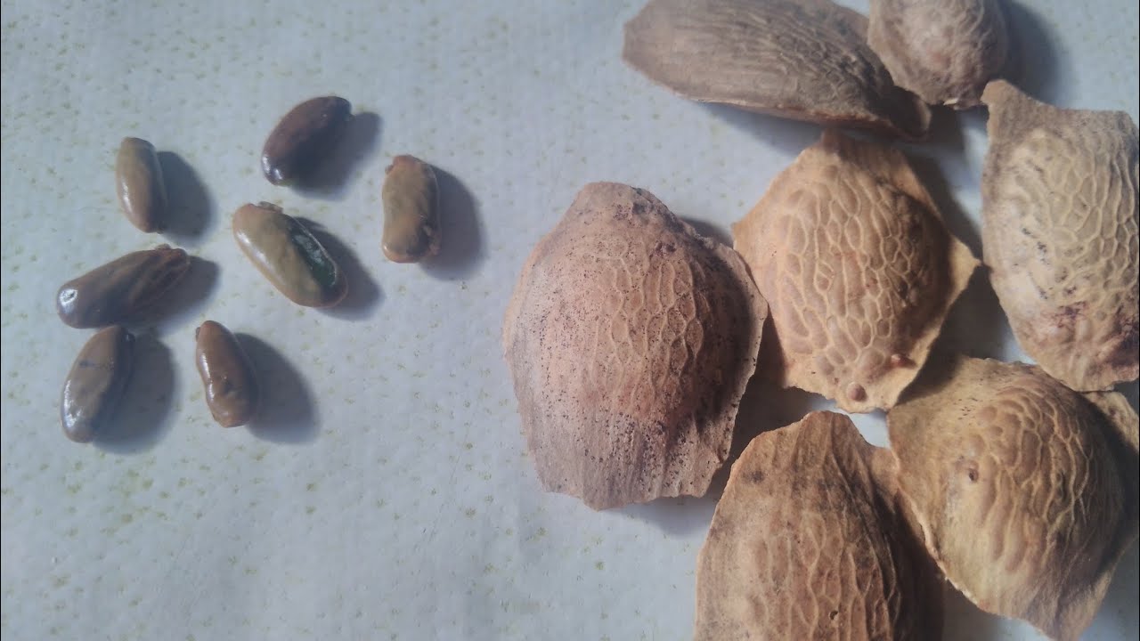 Como retirar a semente da sucupira e plantar