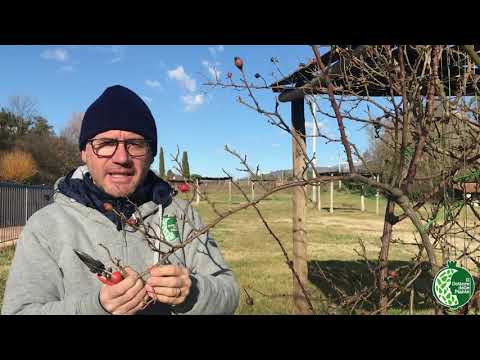 Video: Come Coprire Correttamente Le Rose Per L'inverno, Anche Negli Urali