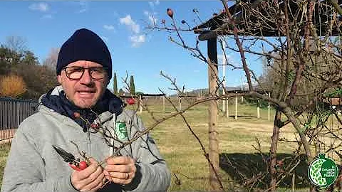 Quante volte fioriscono le rose rampicanti?