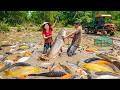 Timelapse | Catching 1000+ Giant Fish Every Rainy Day at the Farm Massive Fish Harvest & Market Sale