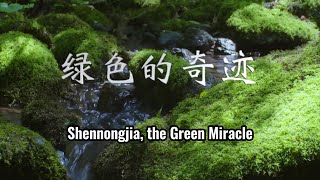 A song for Shennongjia, the green miracle at N. 31° latitude