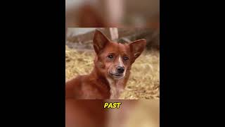 Cow Mom Sold to Slaughterhouse, Dog Refuses to Eat Until a Miracle Happens! 💔#animalbond #dog