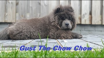 Facts About Owning A Chow Chow