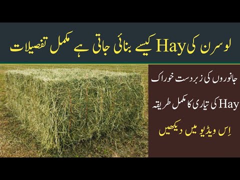 Hay making Process | A Plus Quality Alfalfa hay | Dairy Farming in