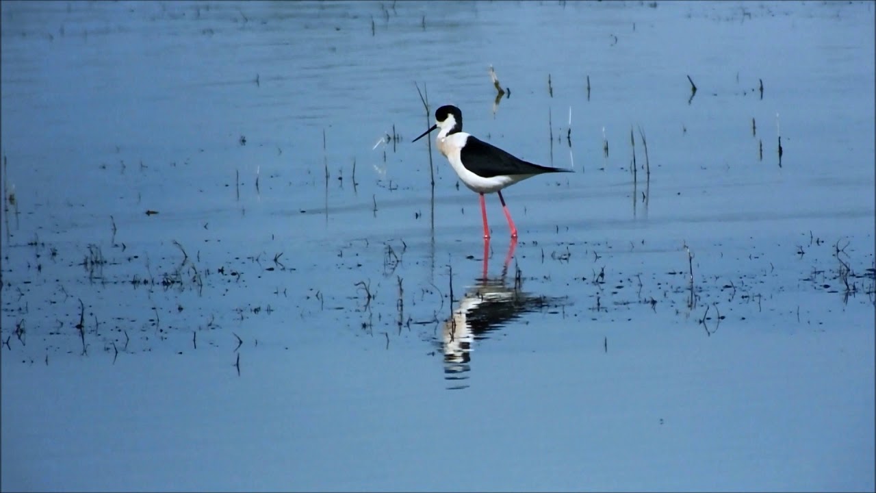 échasse blanche narcissique
