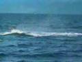 Kayak accident  killer whale smashed a kayak guy