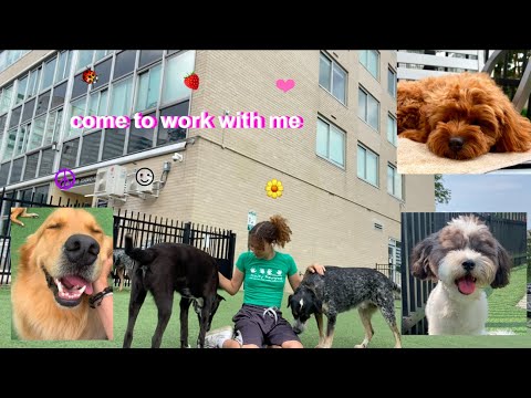 वीडियो: हैंडस्टैंड करते समय कुछ कुत्ते पी क्यों करते हैं?