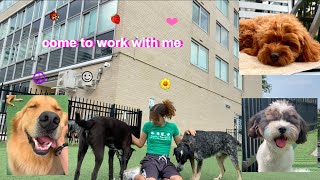 come to work with me (doggie daycare edition)