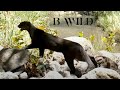 Nature Wildlife Sounds / Onza, Jaguarundi, Cougar, Bobcat, Deer, Javelina, Hare / Trail Cam Art