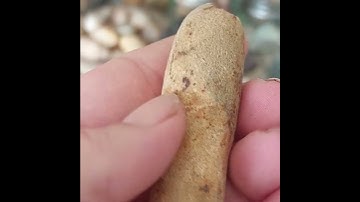 maybe a fossil? #stones #rocks #rockhound #fossils