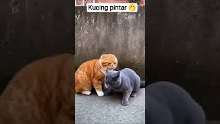 kucing pintar👍