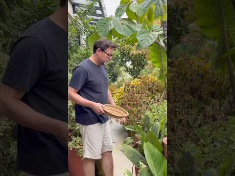 Meu jardim floresta cresceu … cuidar com carinho faz  nossa casa retornar com bons frutos!