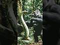 How a gorilla can easily defeat a huge anaconda