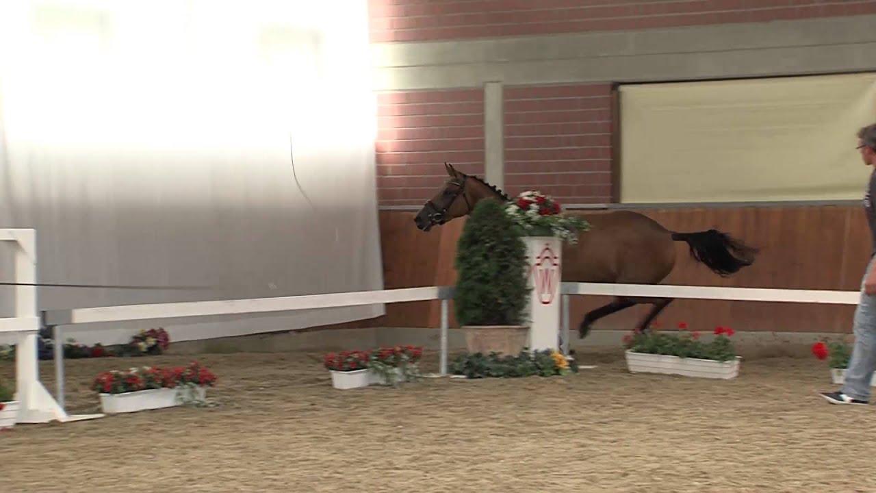 Cassilas Girl Show Jumper for Sale at Brightwells Elite August 2013