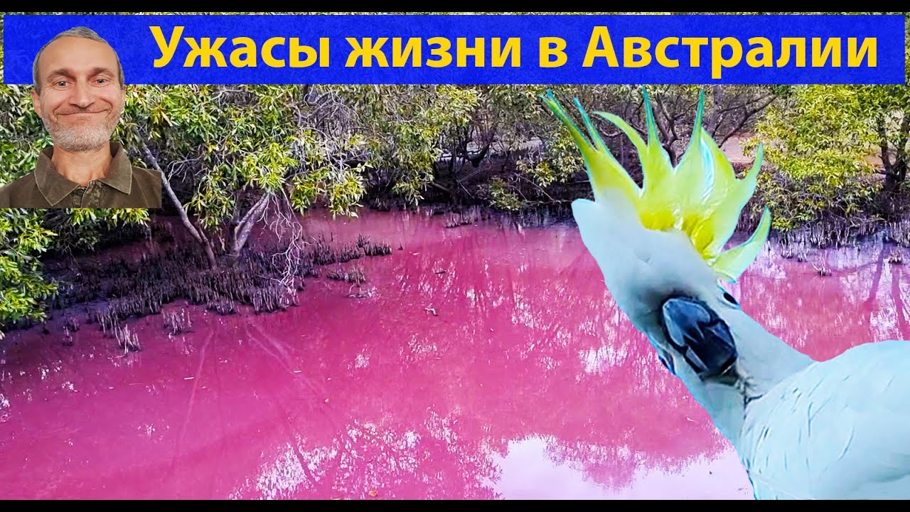 Наглое зверье и аристократы с утренним шампанским. (видео 641) - YouTube