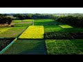 পাখির চোখে ফসলি জমি #djidrone #travel #drone #traveldrone