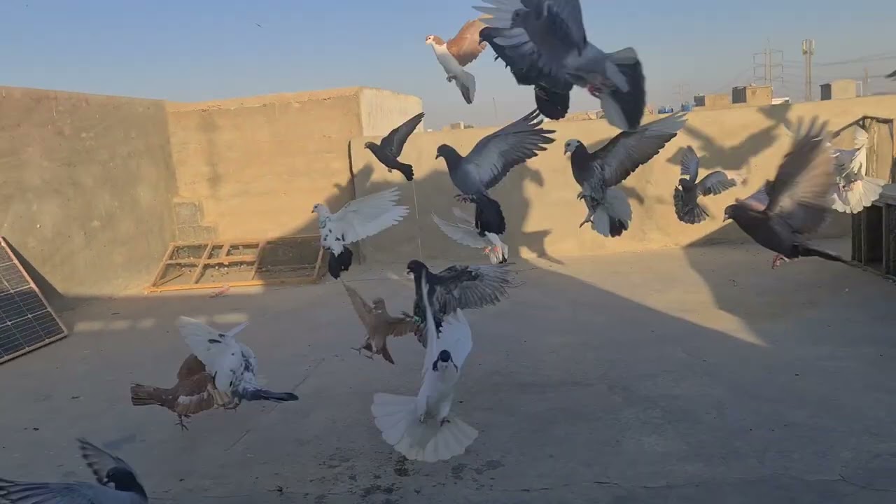 Aaj kabutar ko tava karwaya 🙄/آج کبوتر کو توا کروایا