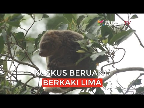 Kuskus Beruang Berkaki Lima Youtube