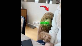 These Owners Got The Clingiest Dogs