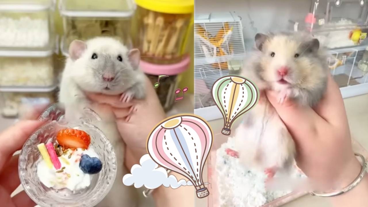 我家鼠鼠也有迷你酸奶碗吃啦！别的鼠有的，鼠妈绝对不能让你们羡慕！【一只笨鼠】