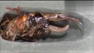 Gergedan Böceğinin Mükemmel Değişimi Yaşayan Pokemon D