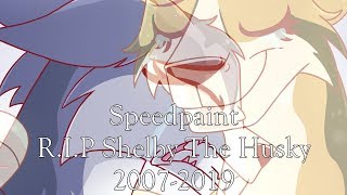 R.I.P Shelby The Husky (Memorial Speedpaint)