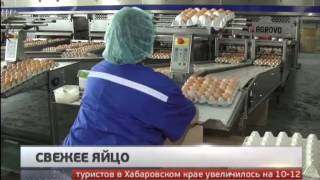 Свежее яйцо. Новости. GuberniaTV Свежее яйцо. Новости. GuberniaTV