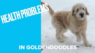 Common Health Problems in Goldendoodles