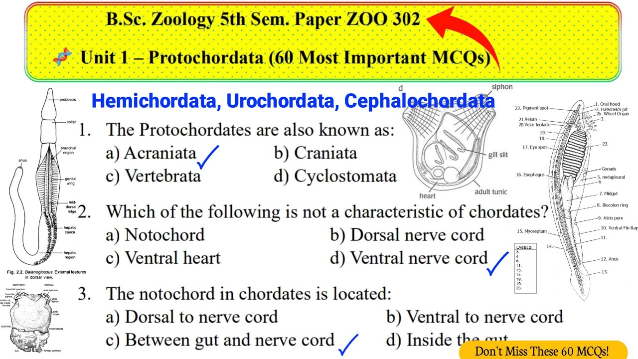 B.Sc. Zoology Sem 5 | Unit 1 Protochordata | 60 Most Important MCQs with Explanation | Naino Study