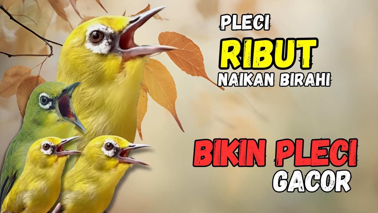 Terapi Pleci Ribut Ampuh Naikan Birahi dan Bikin Pleci Gacor