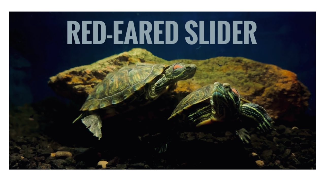 Red - Eared Slider