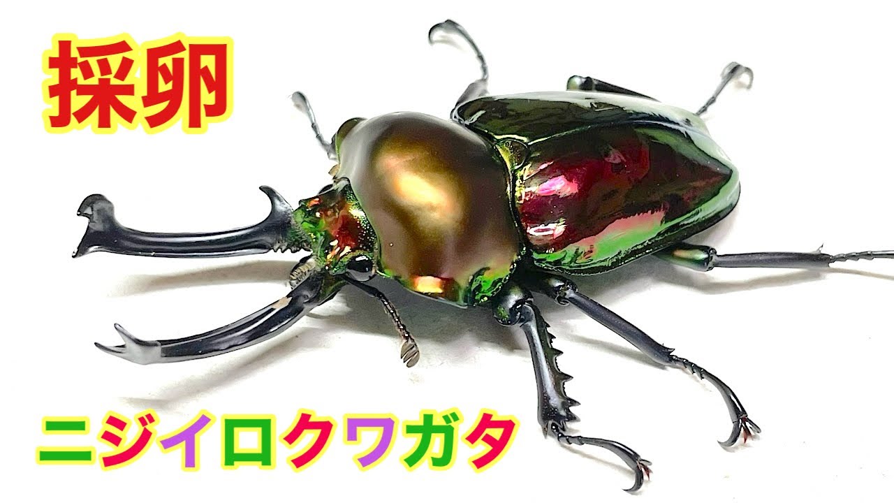 孵化率爆上がりの採卵方法【ニジイロクワガタ】産卵セット割り出し