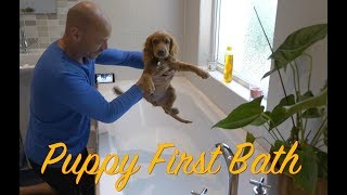 Puppy First Bath  -  Scoobie-Dee #04