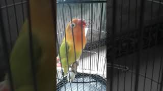 Download Lagu Masteran Lovebird paling dicari MP3