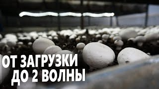 Шампиньоны | Инкубация | Стоп | Шок | Сбор грибов