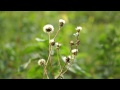 "Summer and autumn" - Sony A3000 video example