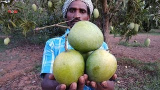 Farm Fresh Big Size Sweet Raw Mango Eating With Salt And Chilly Powder | Healthy Village Food