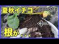 【夏秋イチゴ】苗のサイズによる生育差, 根と葉の関係, 地温のピーク【2026年7月】