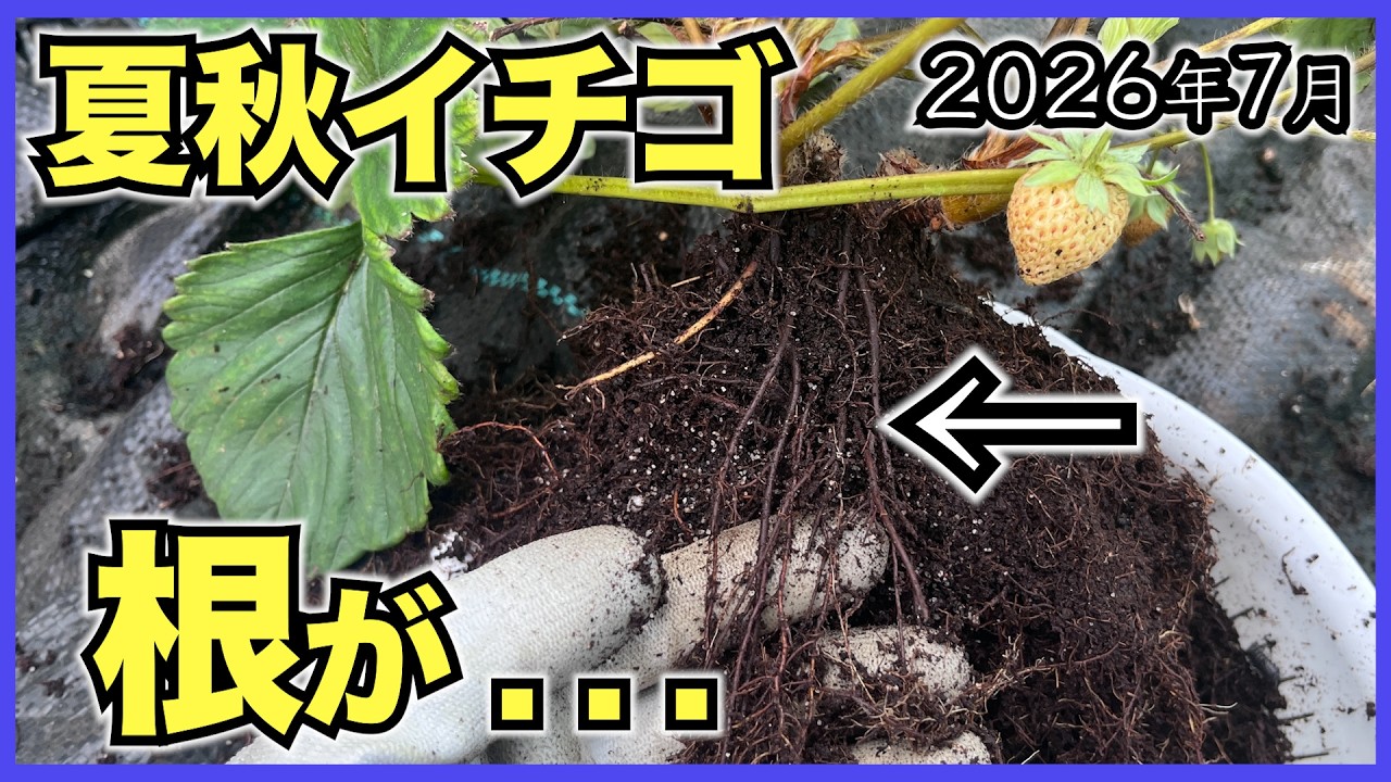 【夏秋イチゴ】苗のサイズによる生育差, 根と葉の関係, 地温のピーク【2026年7月】