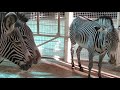 Зебры в Московском зоопарке