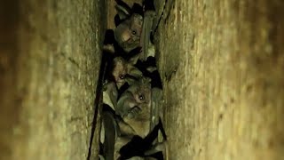 Sound of Bats