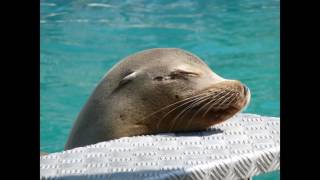 California sea lion - facts and figures ...