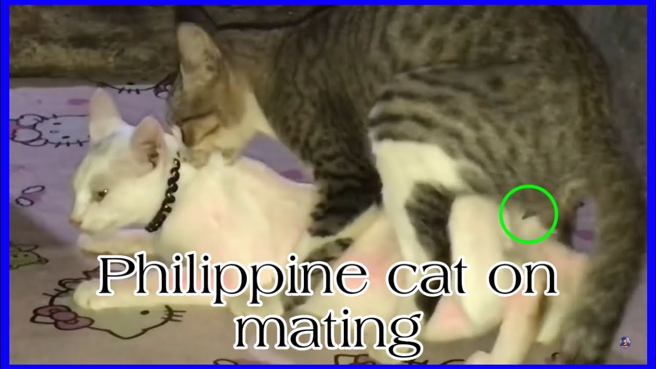 Sounds And Behavior Of The Cat In Session Ang Sessions Ng Pusa Cat Mating Season Youtube