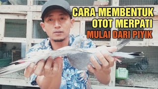 Cara Membentuk Otot Merpati Mulai Dari piyik